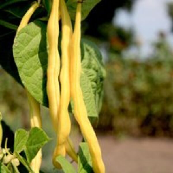 Bean Climbing French 'Neckargold' (Organic) - Seeds