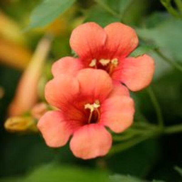 Campsis x tagliabuana 'Madame Galen'