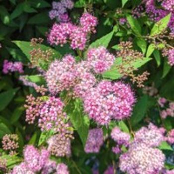 Spiraea japonica 'Odensala'