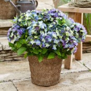 Hydrangea macrophylla 'Lady Mata Hari Blue' (Royalty Collection)