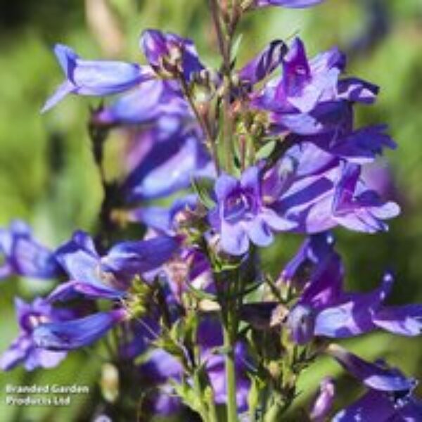 Penstemon heterophyllus 'Heavenly Blue'