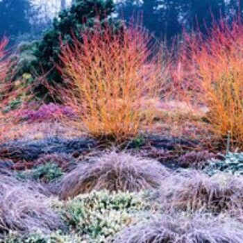 Cornus sanguinea 'Midwinter Fire'