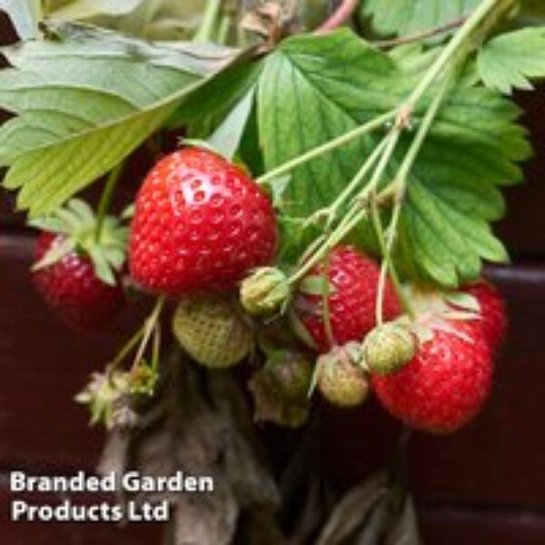 Strawberry 'Sweet Sensation'