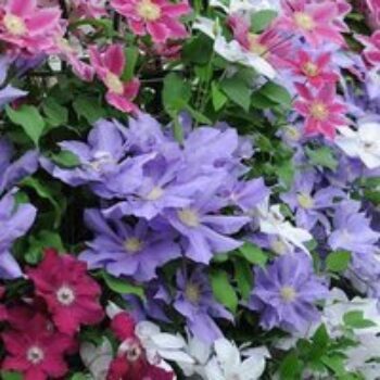 Nurserymans Choice Clematis