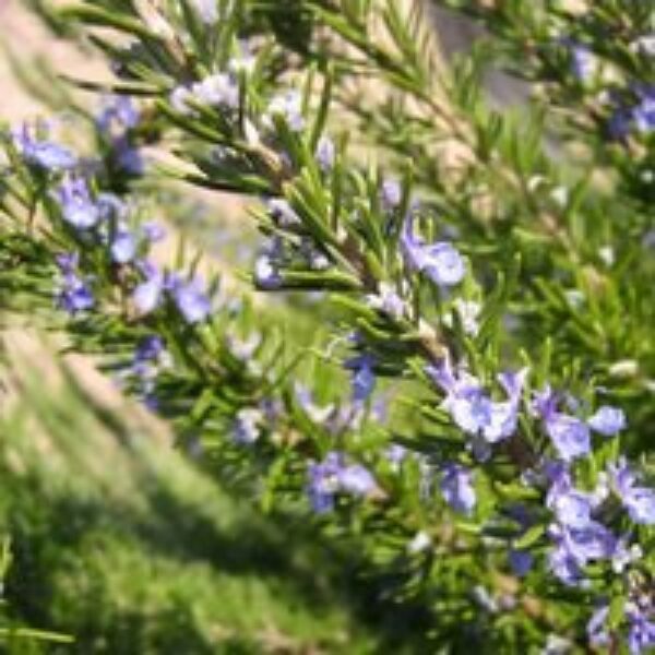 Rosemary 'Corsican'