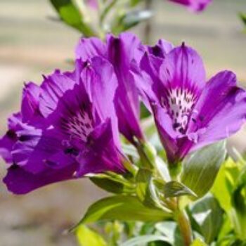 Alstroemeria 'Butterfly Hybrids'