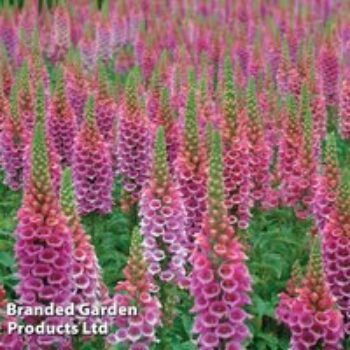 Foxglove 'Candy Mountain'