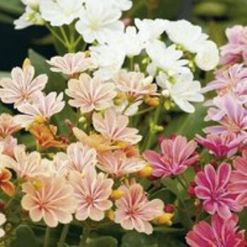 Lewisia cotyledon 'Elise Mixed'