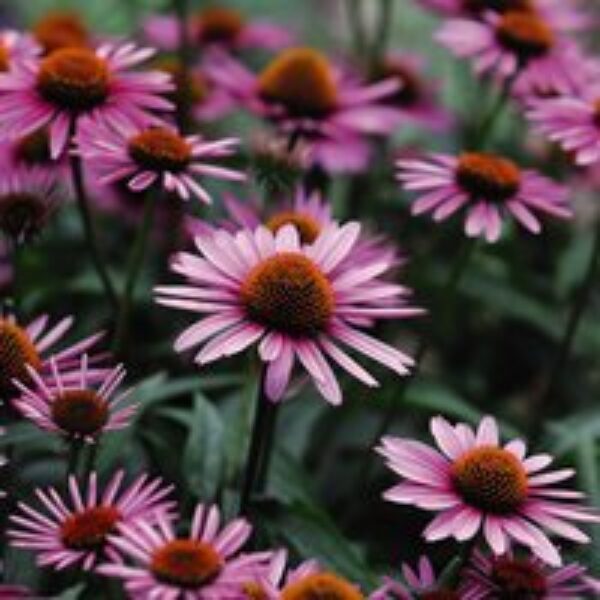 Echinacea purpurea