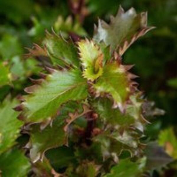 Ilex 'Little Rascal'