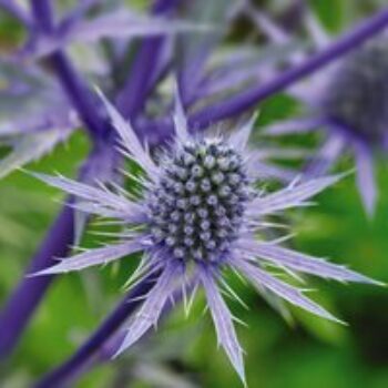 Eryngium Planum