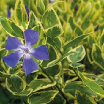 Vinca major 'Variegata'