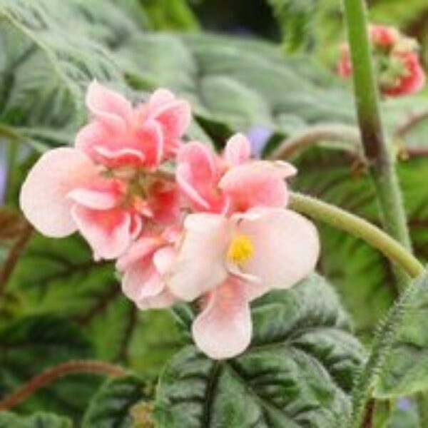 Begonia metallica