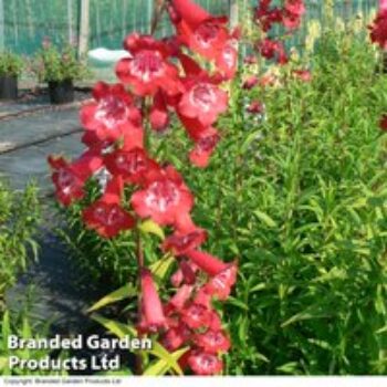 Penstemon 'King George V'