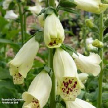 Foxglove 'Dalmatian Cream'