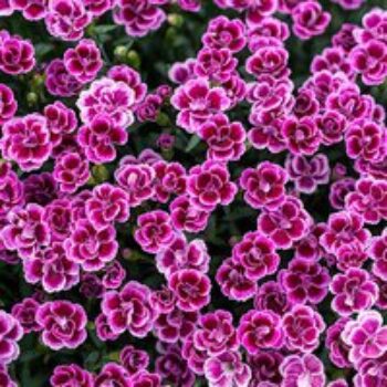 Dianthus 'Pink Kisses'