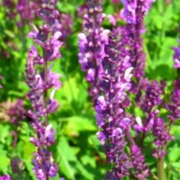 Salvia x sylvestris Rose Queen