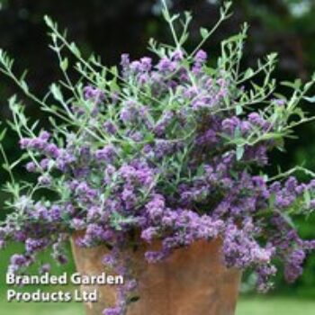 Buddleja x alternifolia 'Unique'