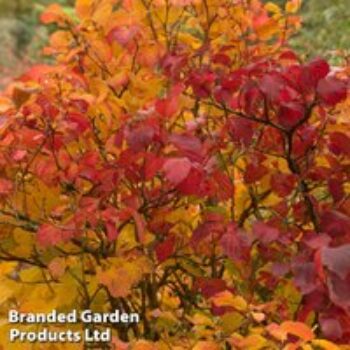 Fothergilla major