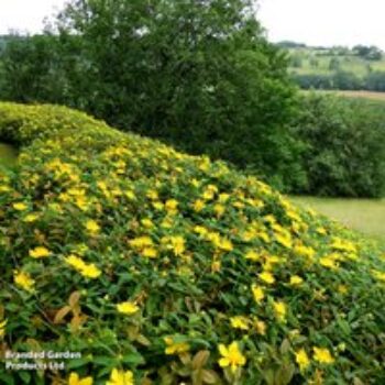 Hypericum calycinum