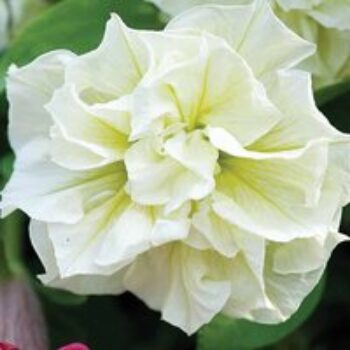 Petunia 'Frills & Spills™ Susanna'