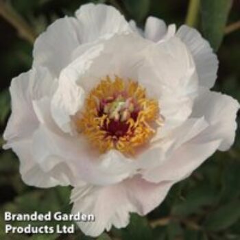 Tree Peony 'Feng Dan Bai' (White Phoenix)