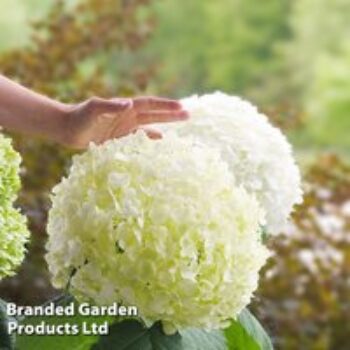 Hydrangea arborescens 'Strong Annabelle'