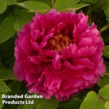 Tree Peony 'Luoyang Hong'