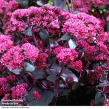 Sedum telephium 'Purple Emperor'