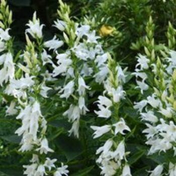 Campanula persicifolia var. alba