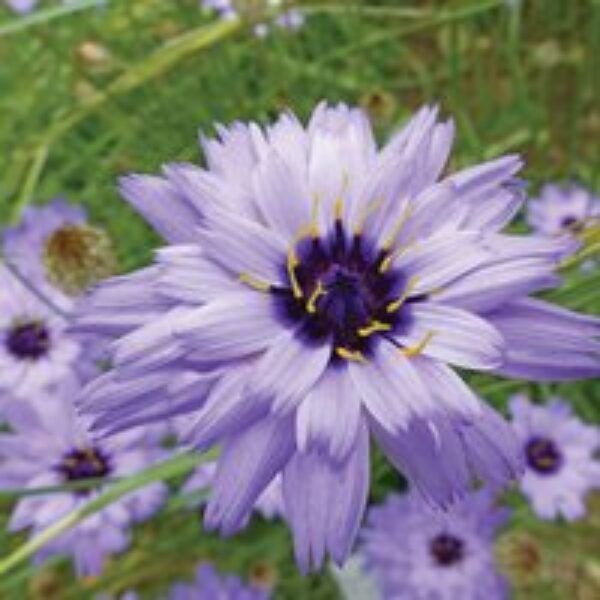 Catananche caerulea