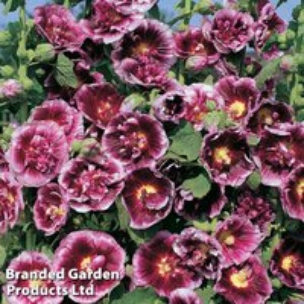 Hollyhock 'Creme de Cassis'