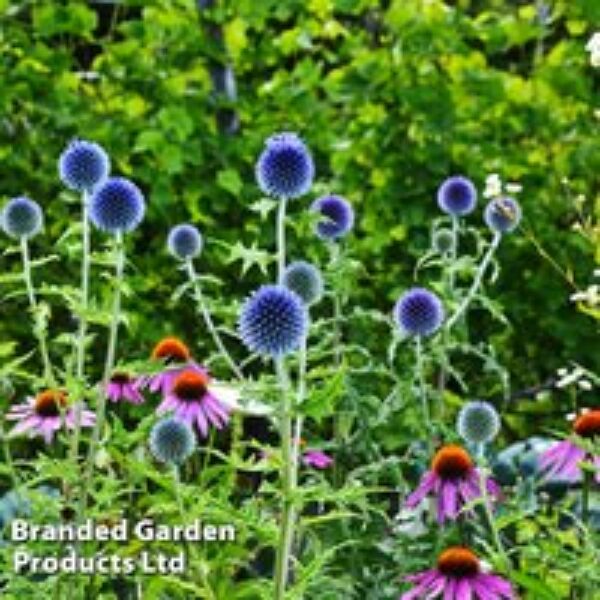 Echinops Ritro