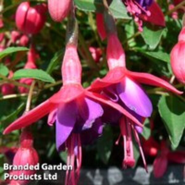 Fuchsia 'Tom Thumb' (Hardy)