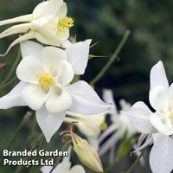 Aquilegia 'White Star'