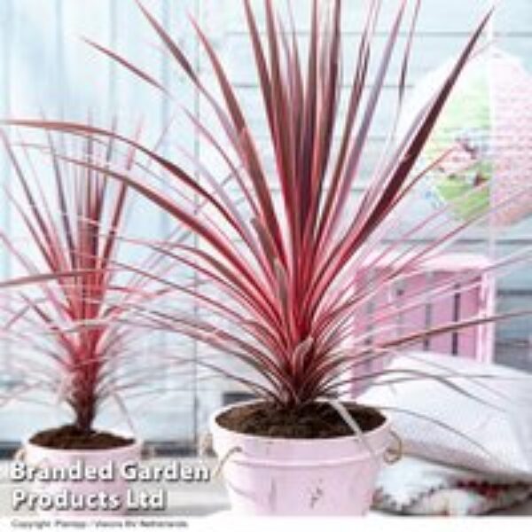 Cordyline 'Charlie Boy'