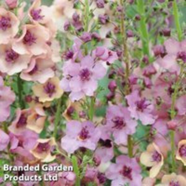 Verbascum x hybrida 'Southern Charm'