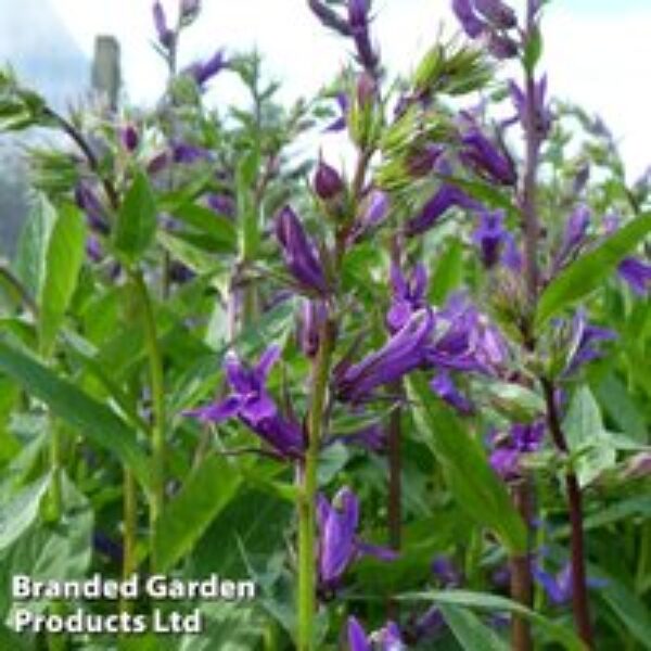 Lobelia x speciosa 'Vedrariensis' (Marginal Aquatic)