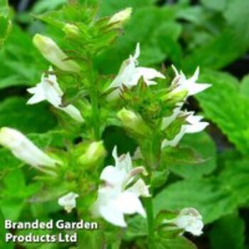 Lobelia siphilitica f. albiflora 'Alba' (Marginal Aquatic)