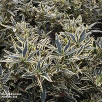 Rhododendron ponticum 'Variegatum'