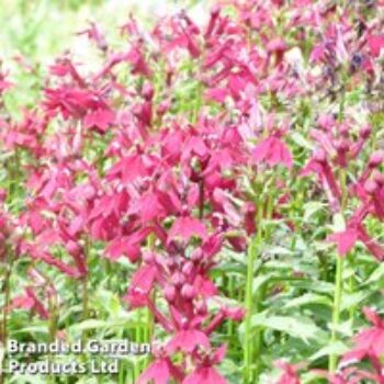 Lobelia speciosa Fan Burgundy