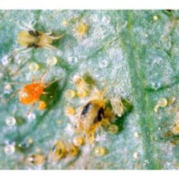 Spider Mite Killer