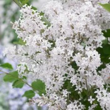 Lilac Dwarf 'Flowerfesta® White'