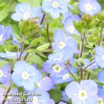 Veronica Umbrosa Georgia Blue