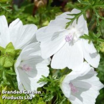 Malva moschata 'Alba'