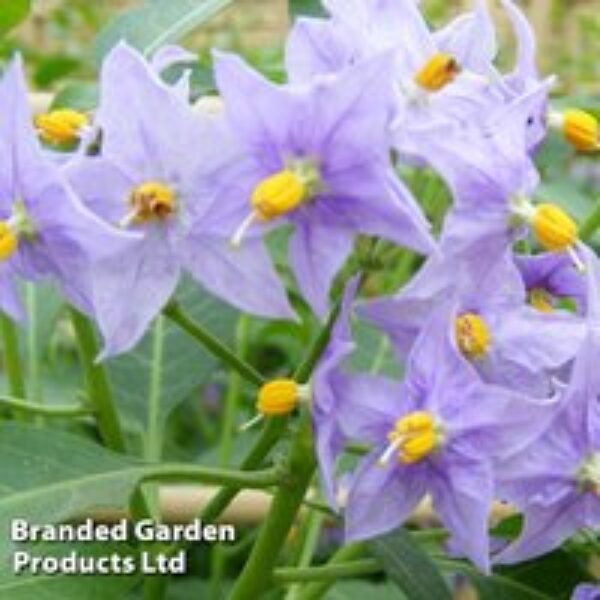 Solanum crispum 'Glasnevin'