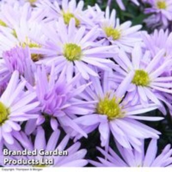 Aster novi-belgii 'Lady in Blue'