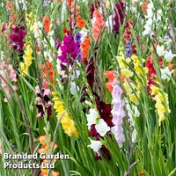 Gladioli Mixed