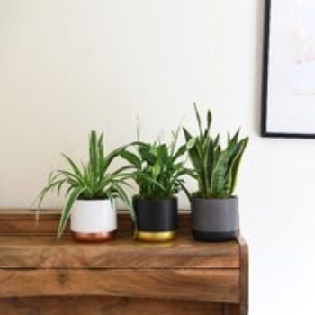 Air Purifying Houseplant Collection