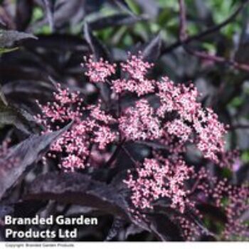 Sambucus nigra f. porphyrophylla 'Black Beauty'